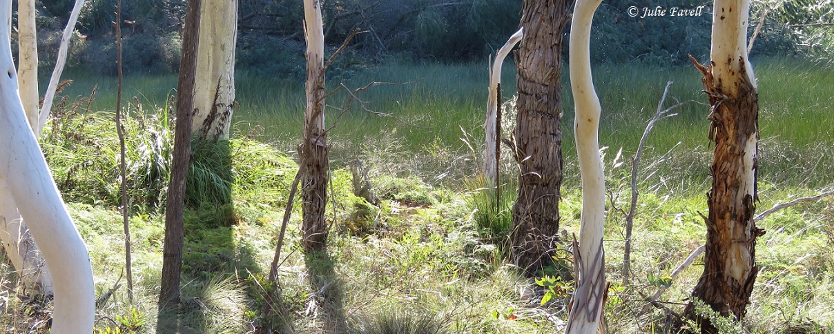 Unknown named swamp GoS SCA aka NSF