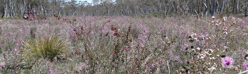 Kunzea Swamp GoS SCA aka BBSF western