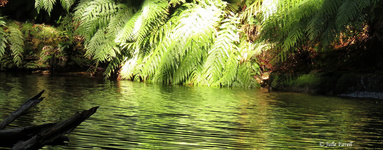 Pool of Diana GoS SCA aka NSF