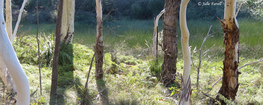 Unknown named swamp GoS SCA aka NSF