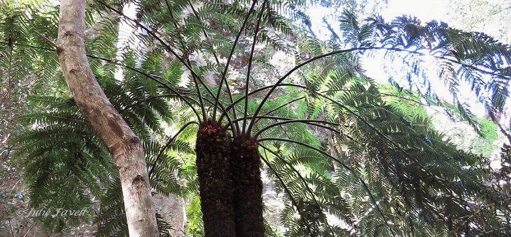 Small gully escarpment GoS SCA off Bicentennial Trail