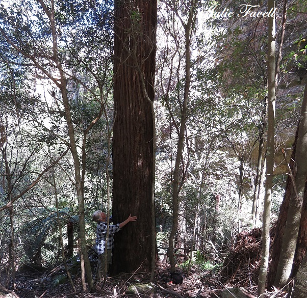 Small gully escarpment GoS SCA off Bicentennial Trail