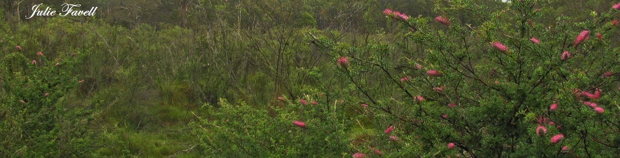  Streamwatch - Long Swamp