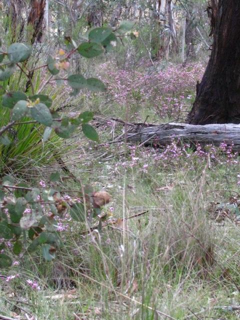 Sunnyside Ridge Road GoS SCA aka Newnes SF - looking across to GoS SCA aka BBSF