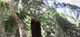 Small gully escarpment GoS SCA off Bicentennial Trail