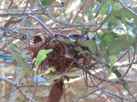 Small gully escarpment GoS SCA off Bicentennial Trail