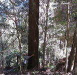 Small gully escarpment GoS SCA off Bicentennial Trail