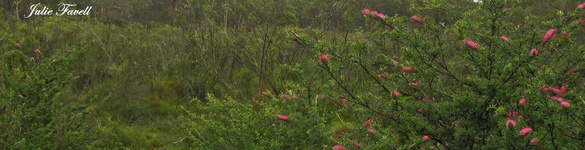 Streamwatch - Long Swamp