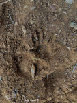 Wombat footprint Below Invincible Trail western GoS SCA Cullen Bullen