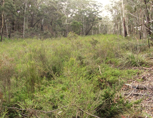 Sunnyside Swamp