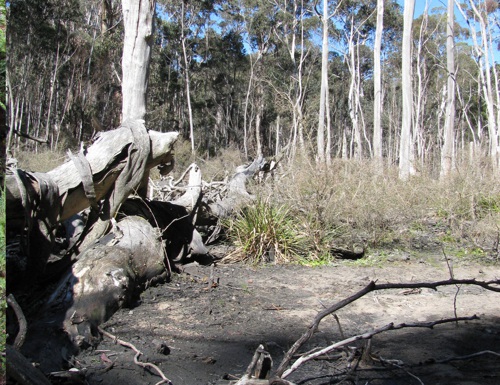 East Wolgan Swamp