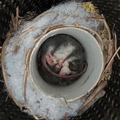 Eastern Pygmy Possum babes