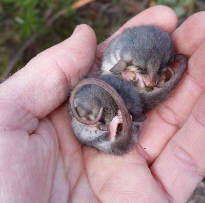 Eastern Pygmy Possum