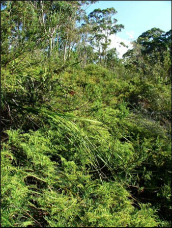 hanging swamp