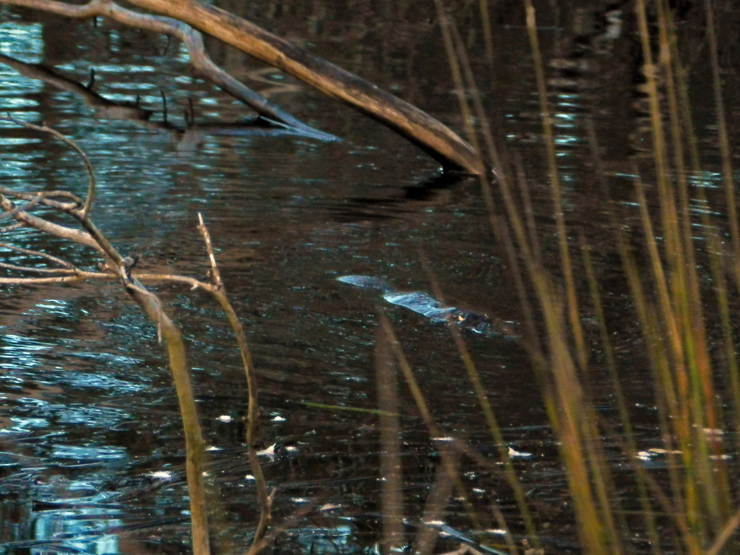 Stream Watch