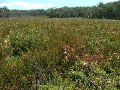 hanging swamp